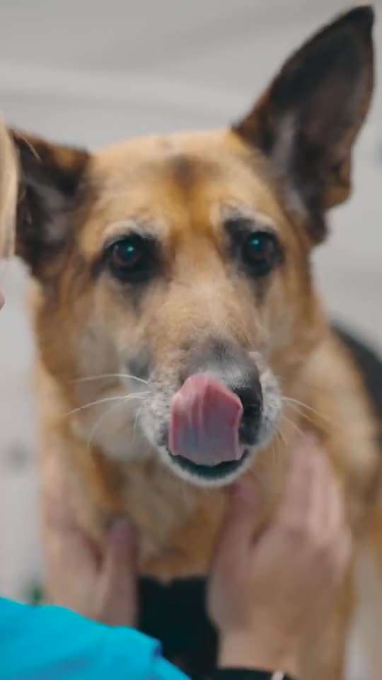 Perro y dueña